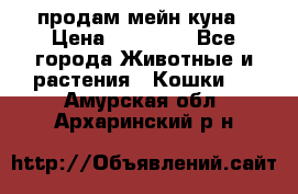 продам мейн куна › Цена ­ 15 000 - Все города Животные и растения » Кошки   . Амурская обл.,Архаринский р-н